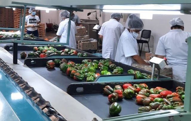 Colombia realiza la primera exportación de pimentón a los Estados Unidos - La Nota Económica