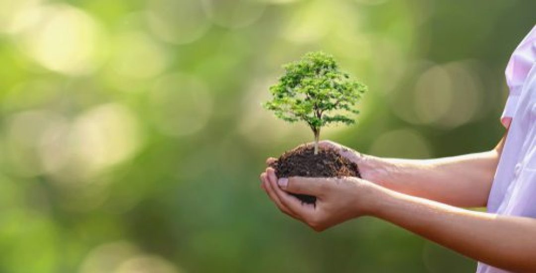 Tree,Planting,On,Volunteer,Family's,Hands,For,Eco,Friendly,And