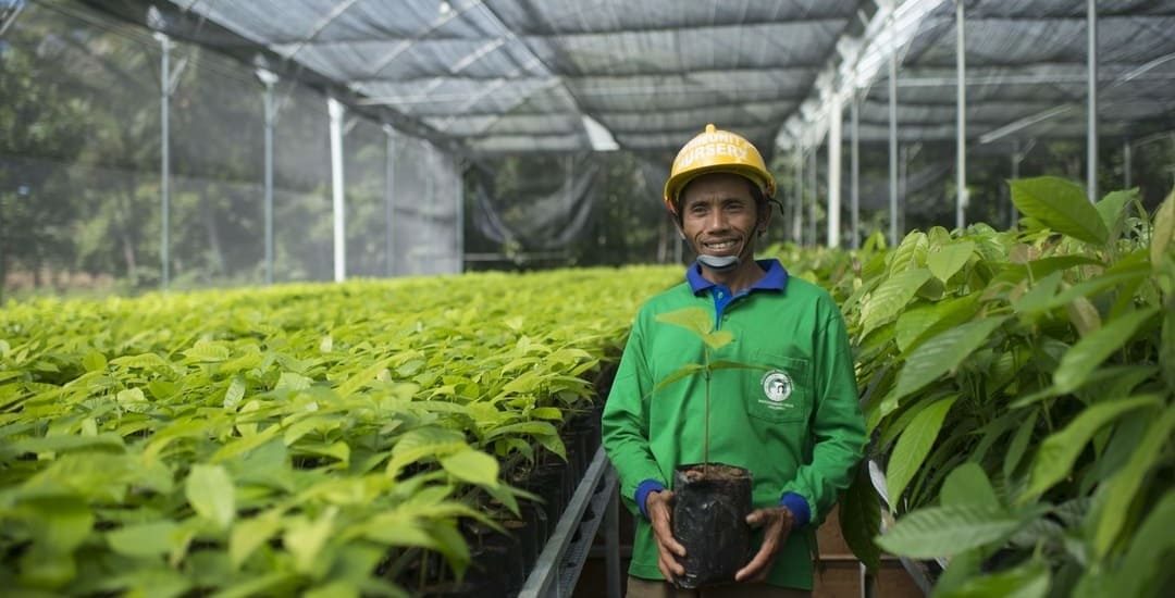 Cocoa Life_farming