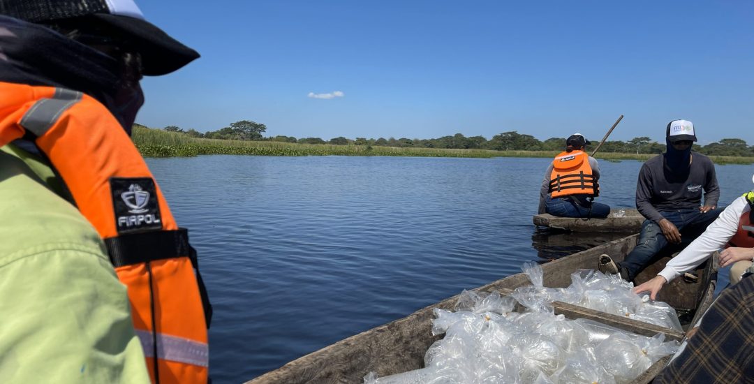 Con repoblamiento de 400 mil alevinos, Drummond fortalece la biodiversidad y la pesca artesanal en El Paso, Cesar_1