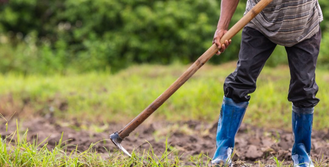 A male farmer who is using a shovel to dig the soil in his rice fields.