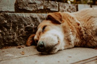 Foto 1_Diciembre mes que más abandonan animales de compañia_fuente_Pexels-kh-ali-li-17320205