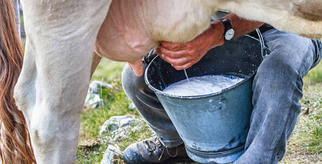 The farmer milks a cow. Milk flows in a bucket.