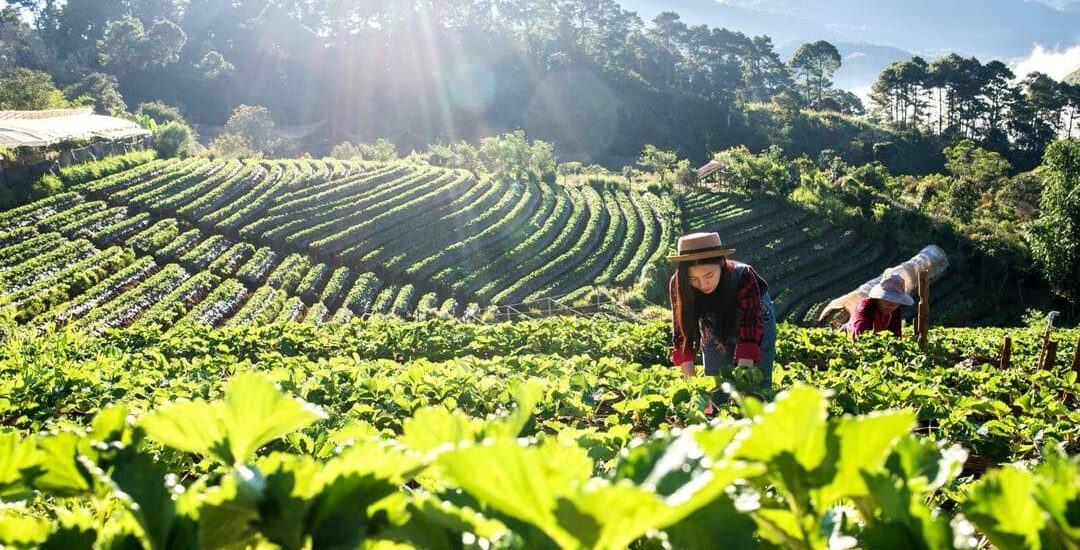 Imagen de apoyo Economia de la mutualidad