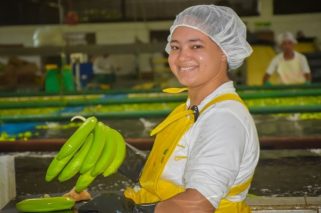 EXPORTACIONES DE BANANO