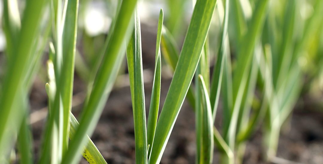 Planta agricultura