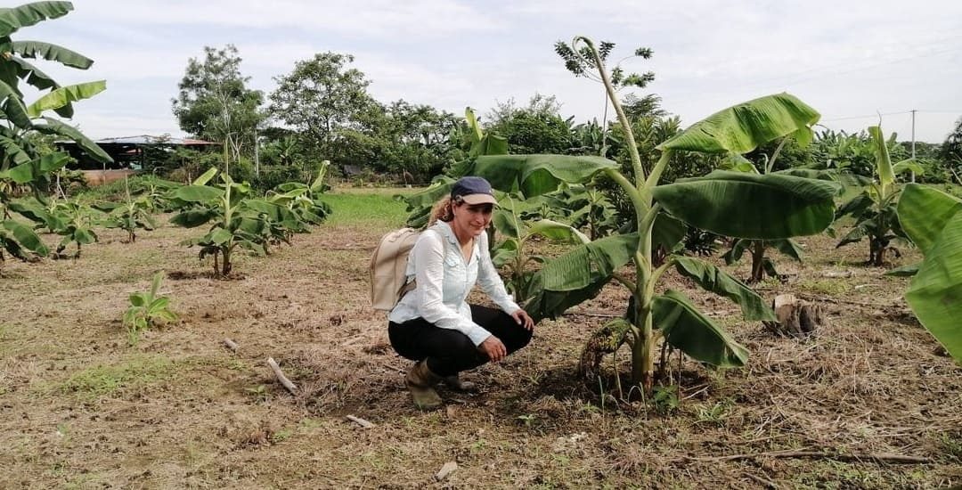 Plátano Caucacia CCI
