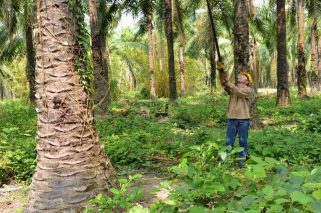 Palm Oil Colombia © Solidaridad