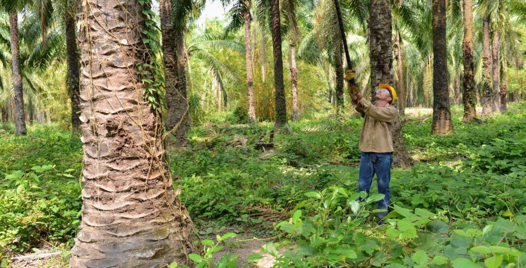Palm Oil Colombia © Solidaridad