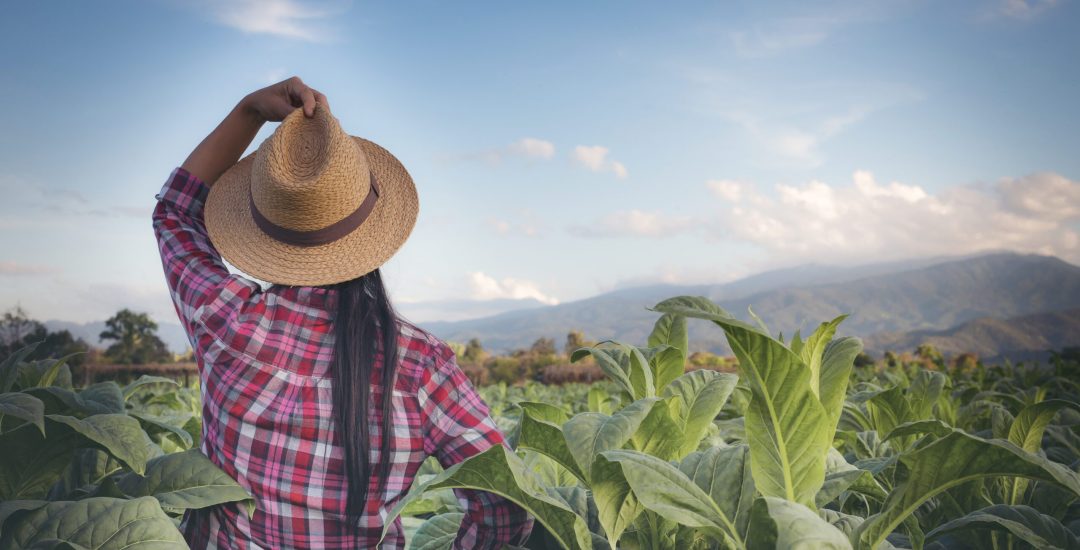 Agriculturist woman looks tobacco in the field.
