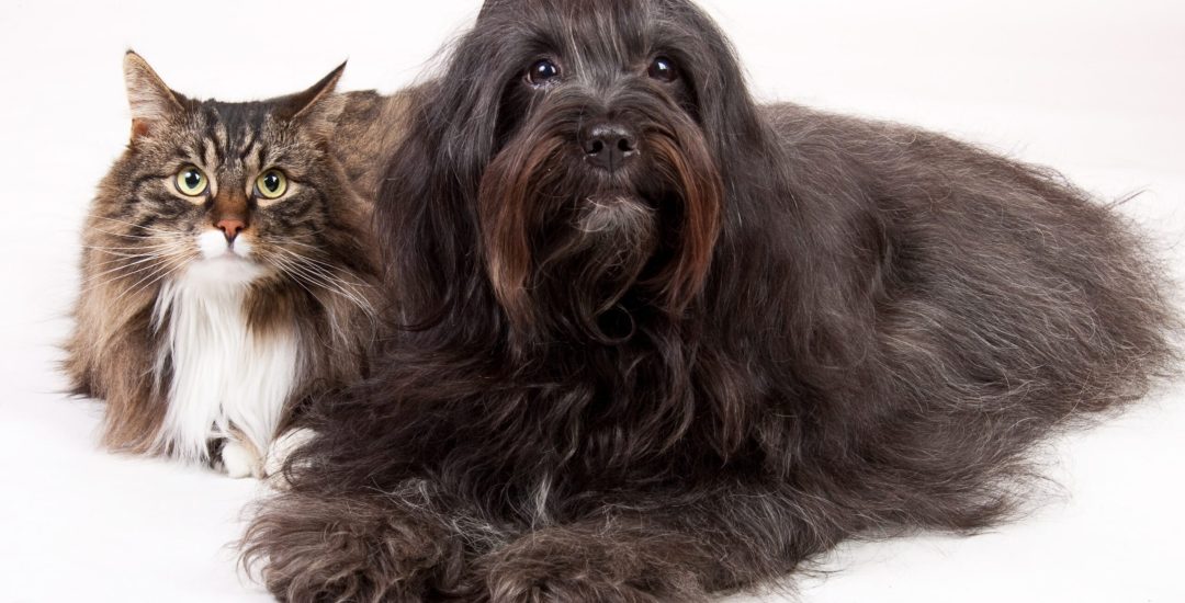 A closeup shot of a cat and a dog isolated on a white background