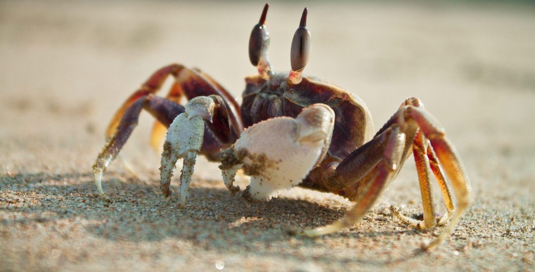 A closeup shot of a fiddler crab on the beach on a blurred background