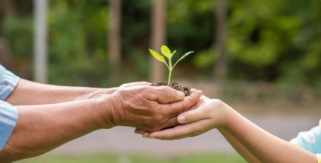 A small tree growing with soil forwarded or delivered between the hands of the elderly and children with the green forest background. Showed the care for the environment with sustainable development.