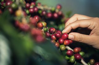 Hands that are picking coffee beans from the coffee tree