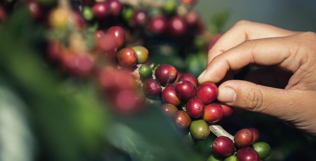 Hands that are picking coffee beans from the coffee tree