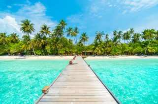 paisaje-palma-tropical-vacacione
