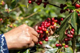 pexels-irvin-david-906313077-36040333