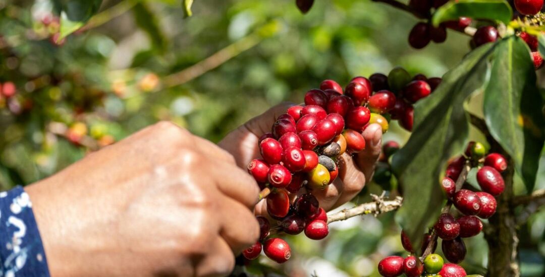 pexels-irvin-david-906313077-36040333