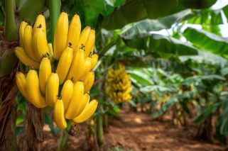 ripe-yellow-bananas-hanging-tree-tropical-plantation