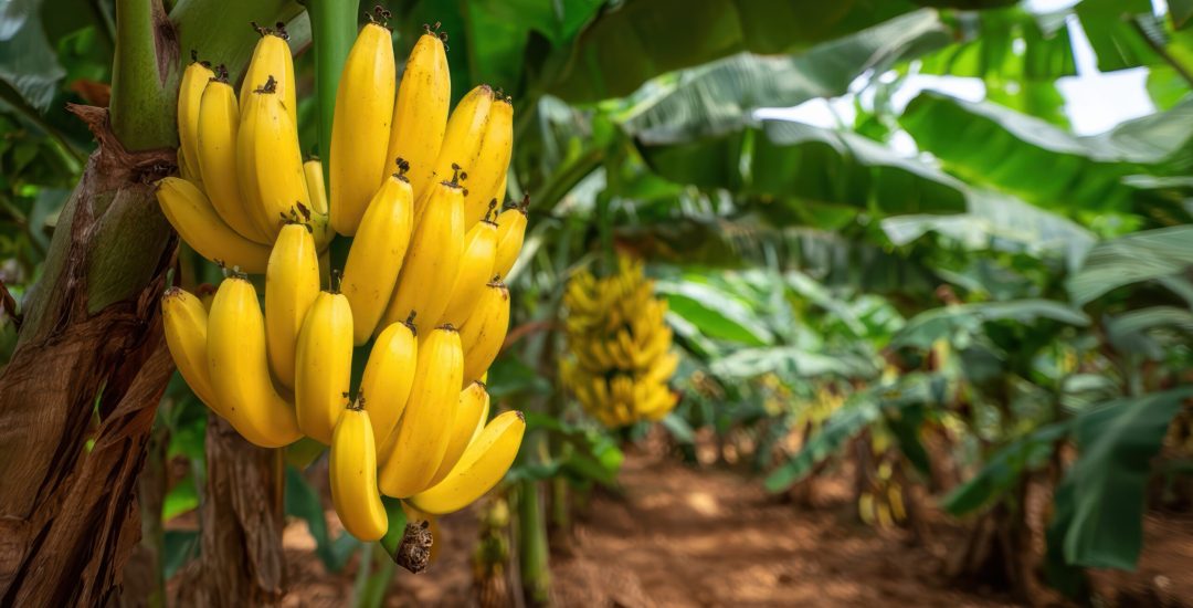 ripe-yellow-bananas-hanging-tree-tropical-plantation