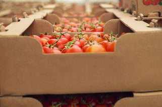 tomates-rojos-frescos-