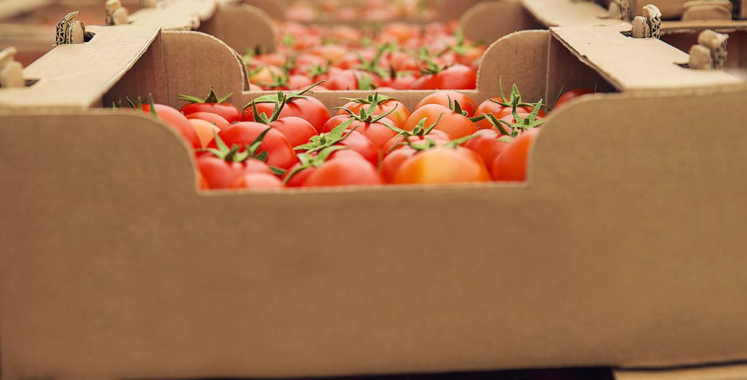 tomates-rojos-frescos-