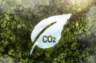 view-green-forest-trees-with-co2