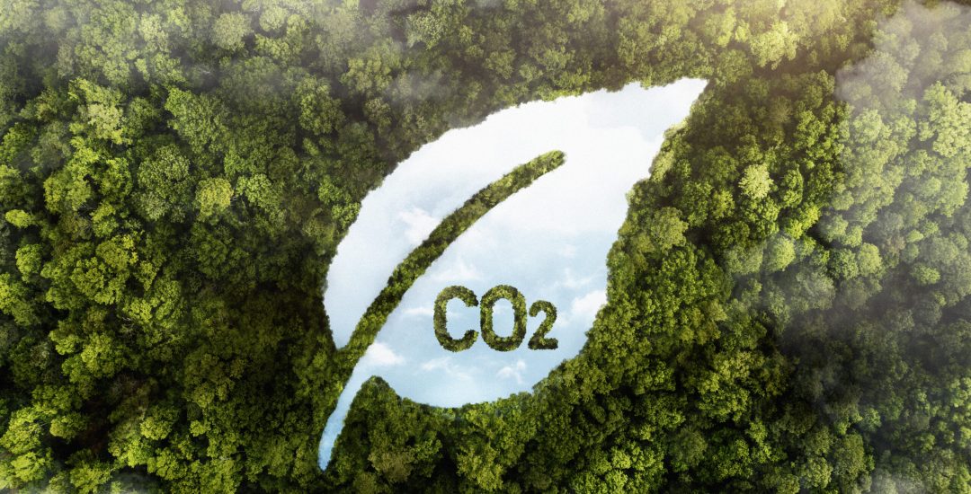 view-green-forest-trees-with-co2